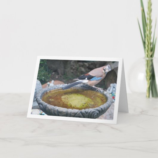 ユーラシアヤクドリが鳥の風呂に座っている カード (正面)