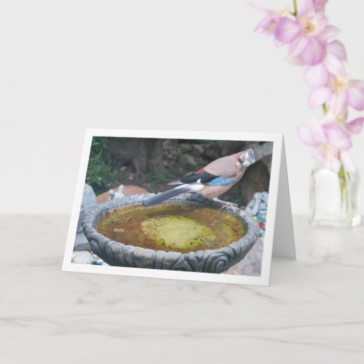 ユーラシアヤケイが鳥の風呂に座っている カード (蘭)