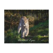 ユーラシアリンクス