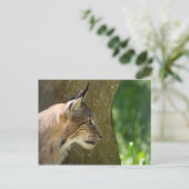 ユーラシアリンクス ポストカード (スタンド正面)