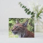 ユーラシアリ威厳のあるンクスatスクーネ動物園はがき ポストカード (スタンド正面)