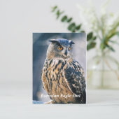 ユーラシアワシフクロウ ポストカード (スタンド正面)