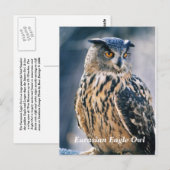 ユーラシアワシフクロウ ポストカード (正面/裏面)