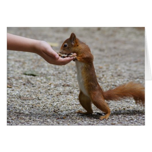 ユーラシア産のアカリス (正面横)