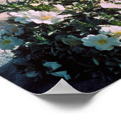 ユーレカ夕べプリムローズ ポスター (角)