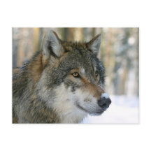 ユーロペイシャーウルフ