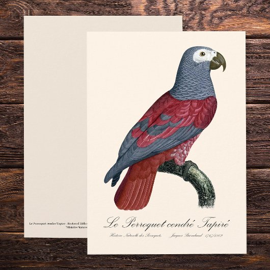 ヨウム 赤変種 Psittacus Erithacus サンキューカード