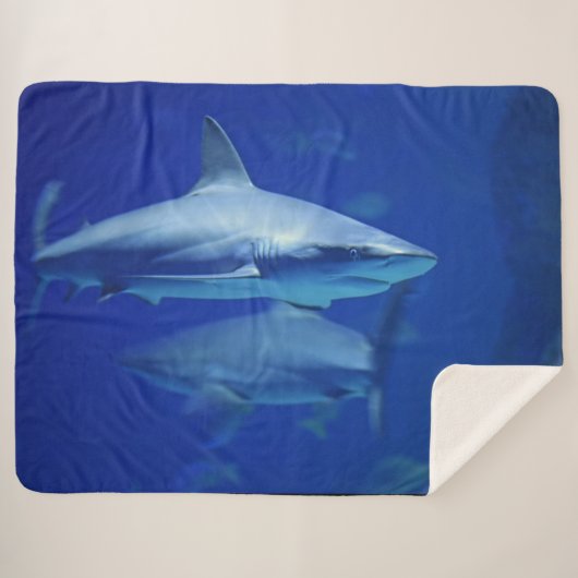 ヨシキリザメ シェルパブランケット (正面(横))