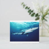ヨシザメ ポストカード (スタンド正面)