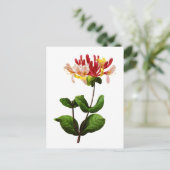 ヨセフピエールRedoute著Chevrefeuille ポストカード (スタンド正面)