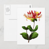 ヨセフピエールRedoute著Chevrefeuille ポストカード (正面/裏面)