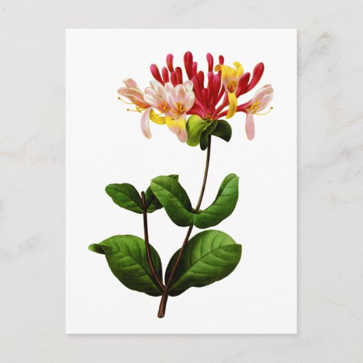 ヨセフピエールRedoute著Chevrefeuille ポストカード (正面)