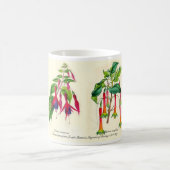 ヨセフPaxtonの赤紫種 コーヒーマグカップ (中央)