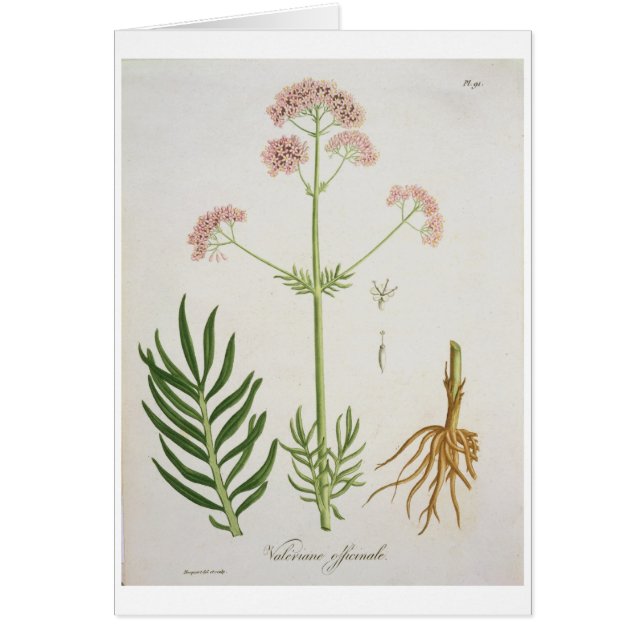 ヨセフRoによる「Phytographie Medicale」からの吉草根 (正面)