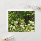 ヨセミテのカリフォルニアの姉妹蝶 カード (正面/裏面インサイチュ)