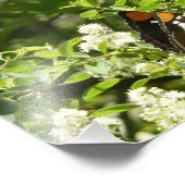 ヨセミテのカリフォルニアの姉妹蝶 フォトプリント            (角)