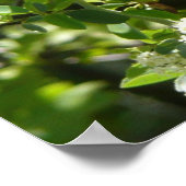 ヨセミテのカリフォルニアの姉妹蝶 ポスター (角)