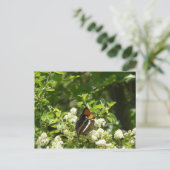 ヨセミテのカリフォルニアの姉妹蝶 ポストカード (スタンド正面)