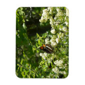 ヨセミテのカリフォルニアの姉妹蝶 マグネット (縦)