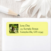 ヨセミテのカリフォルニアの姉妹蝶 ラベル (インサイチュ)