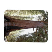 ヨセミテのマリポサグローブのジャイアントセコイア マグネット (横)