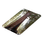 ヨセミテのマリポサグローブのジャイアントセコイア マグネット (左側)