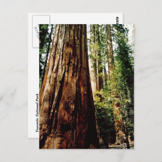ヨセミテのレッドウッズ ポストカード (正面/裏面)