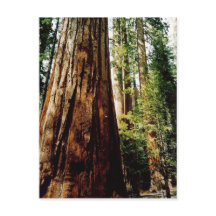 ヨセミテのレッドウッズ