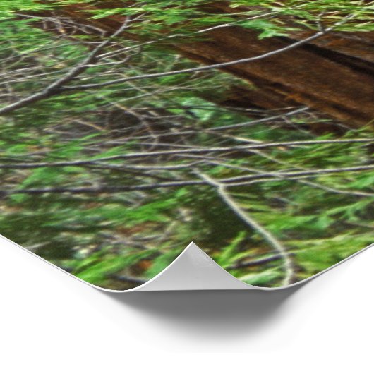 ヨセミテの森の巨大なセコイアのトランク ポスター (角)