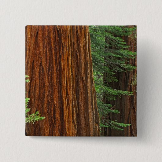ヨセミテの森の巨大なセコイアのトランク 缶バッジ (正面)