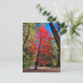 ヨセミテの秋 ポストカード (スタンド正面)