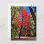 ヨセミテの秋 ポストカード (正面/裏面)