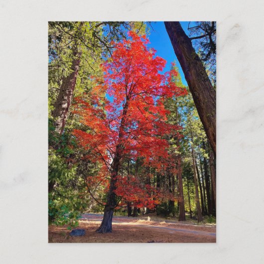 ヨセミテの秋 ポストカード (正面)