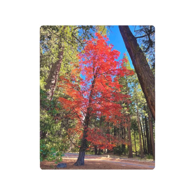 ヨセミテの秋 メタルプリント (正面)