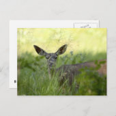 ヨセミテディアー ポストカード (正面/裏面)