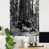 ヨセミテトンネルレッドウッドc.1902 ポスター (ホームオフィス)