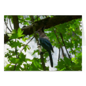 ヨセミテ国立公園のステラーズジェイ (正面横)