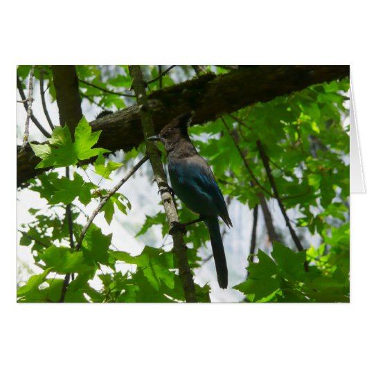 ヨセミテ国立公園のステラーズジェイ (正面横)