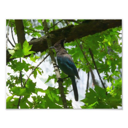 ヨセミテ国立公園のステラーズジェイ フォトプリント            (正面)