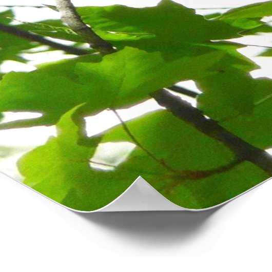 ヨセミテ国立公園のステラーズジェイ ポスター (角)