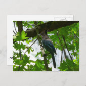 ヨセミテ国立公園のステラーズジェイ ポストカード (正面/裏面)