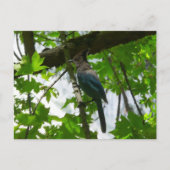 ヨセミテ国立公園のステラーズジェイ ポストカード (正面)