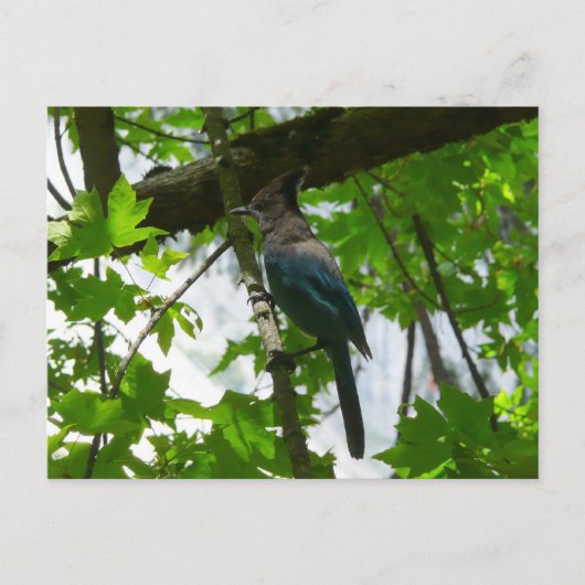 ヨセミテ国立公園のステラーズジェイ ポストカード (正面)