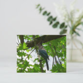 ヨセミテ国立公園のステラーズジェイ ポストカード (スタンド正面)