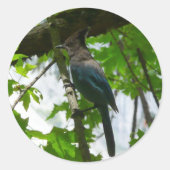 ヨセミテ国立公園のステラーズジェイ ラウンドシール (正面)