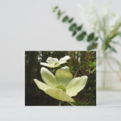 ヨセミテ国立公園のドッグウッズとレッドウッズ (スタンド正面)