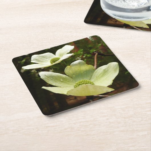 ヨセミテ国立公園のドッグウッズとレッドウッズ スクエアペーパーコースター (アングル)