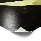 ヨセミテ国立公園のドッグウッズとレッドウッズ フォトプリント (角)