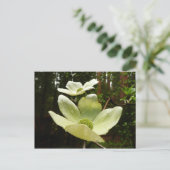 ヨセミテ国立公園のドッグウッズとレッドウッズ ポストカード (スタンド正面)