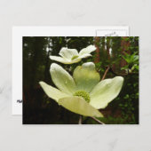 ヨセミテ国立公園のドッグウッズとレッドウッズ ポストカード (正面/裏面)